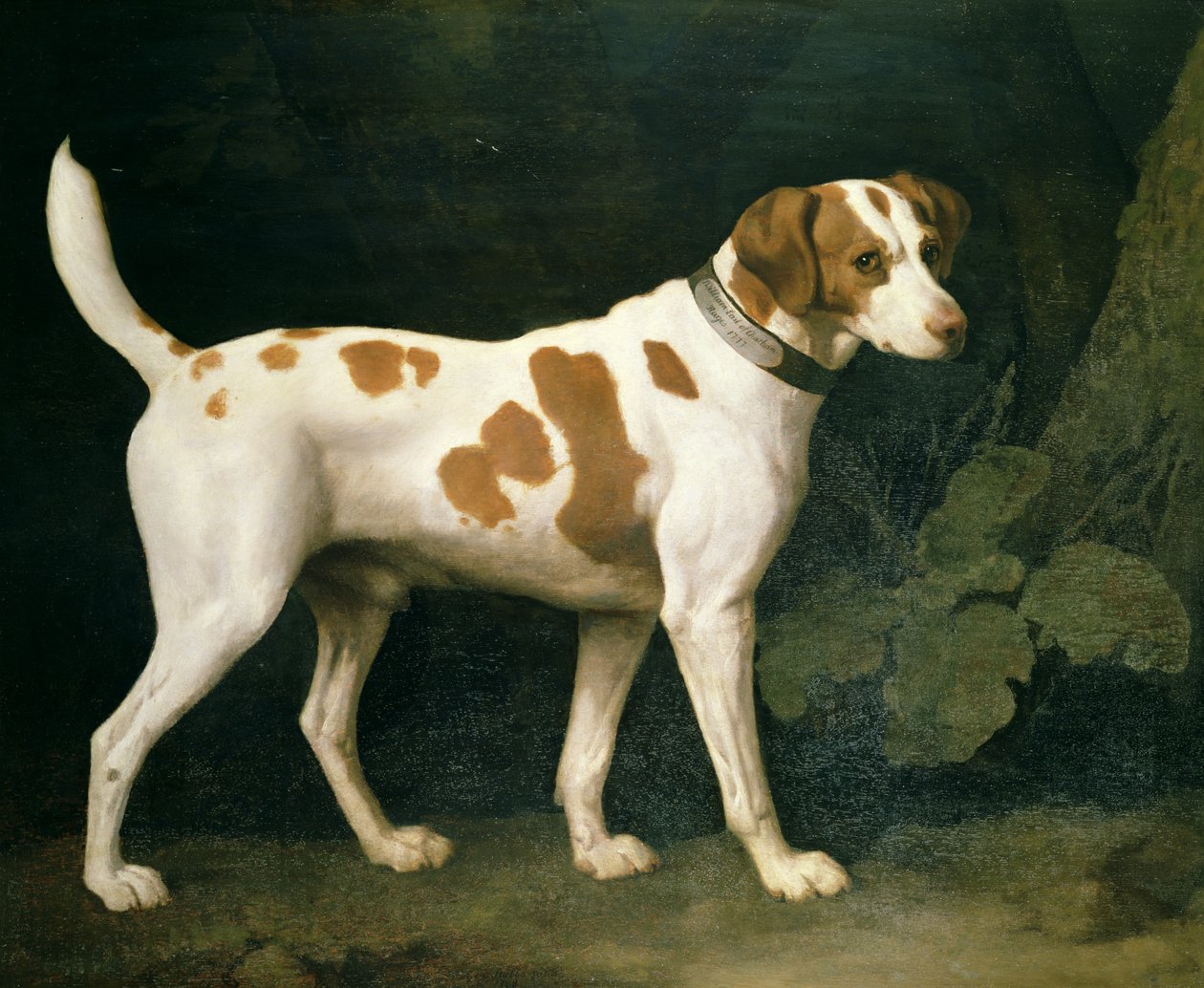 Portræt af en hund tilhørende William Pitt af George Stubbs