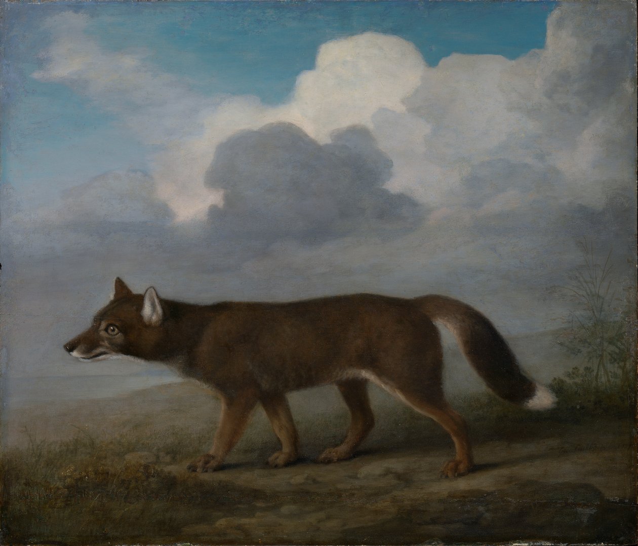 Portræt af en stor hund (Dingo) af George Stubbs