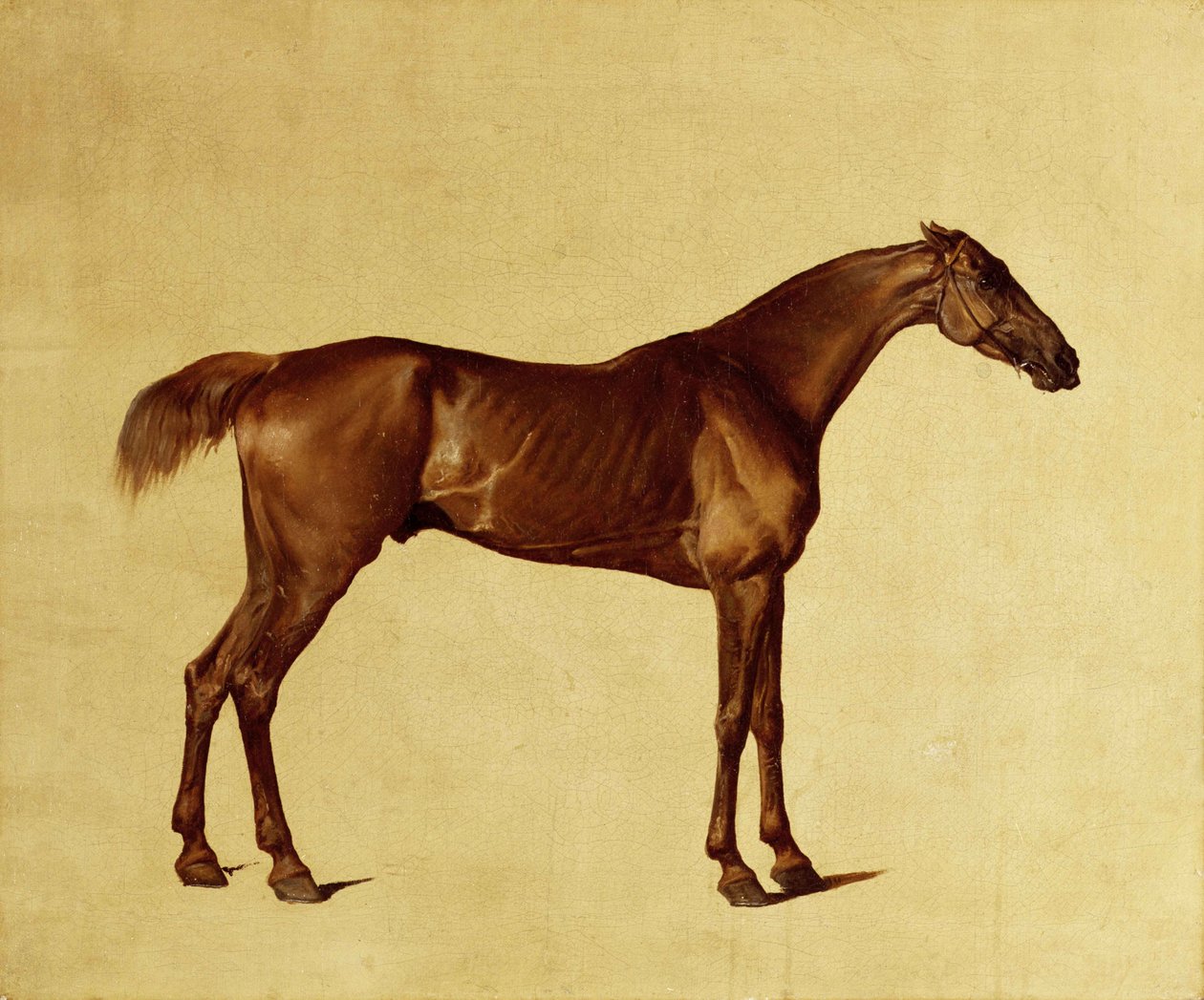 Rufus (olie på lærred) af George Stubbs