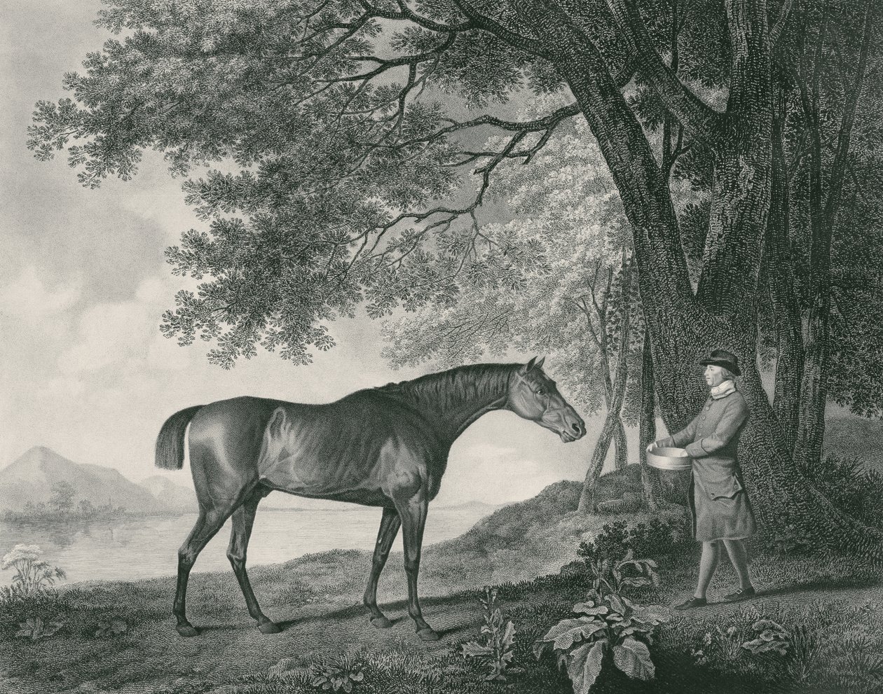 Sharke, indgraveret af George Townley Stubbs (1756-1815) pub. 1794 (radering) af George Stubbs