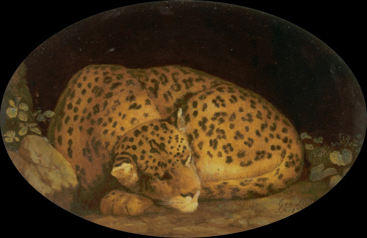 Sovende leopard af George Stubbs