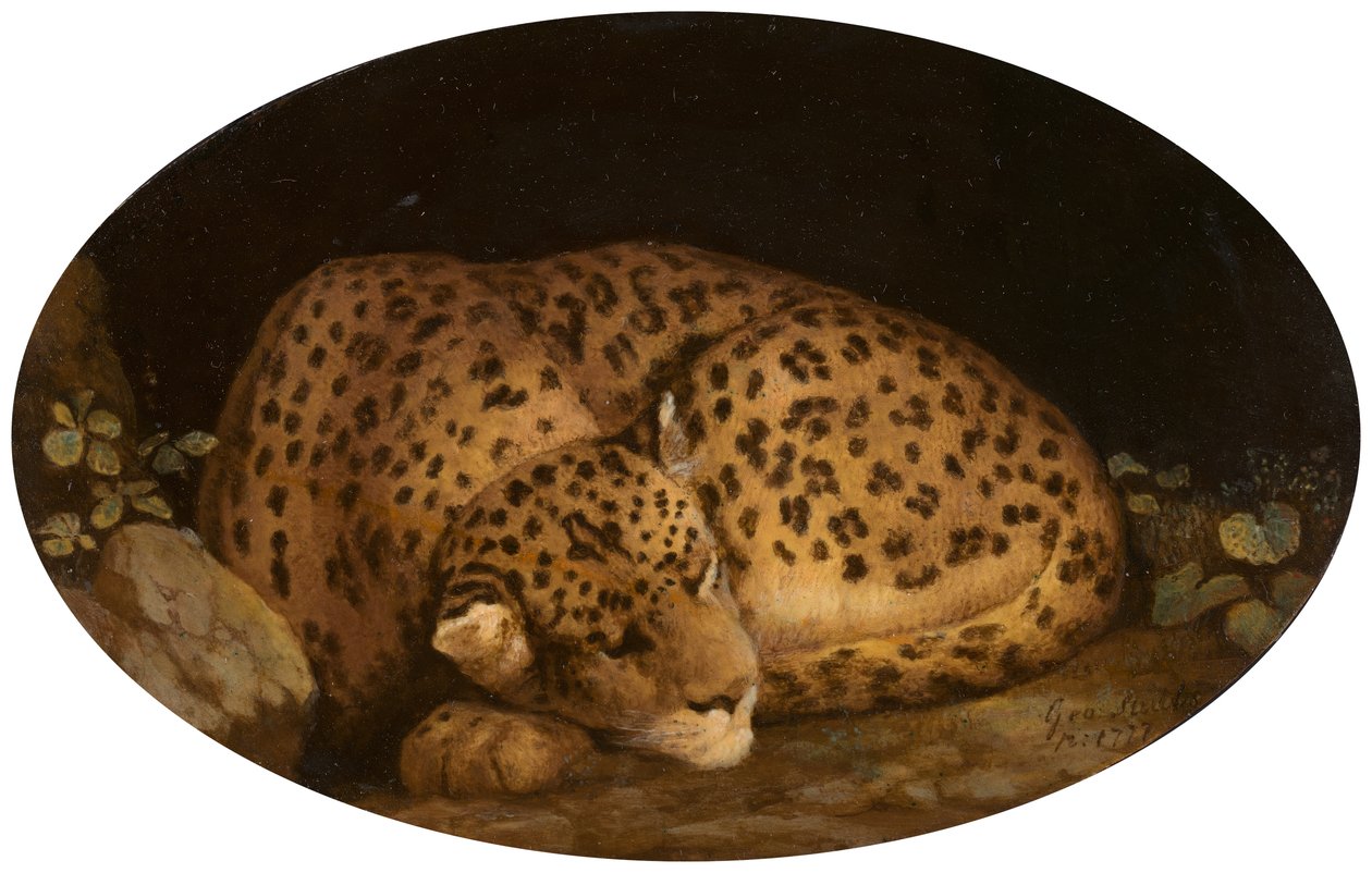 Sovende Leopard, 1777. af George Stubbs