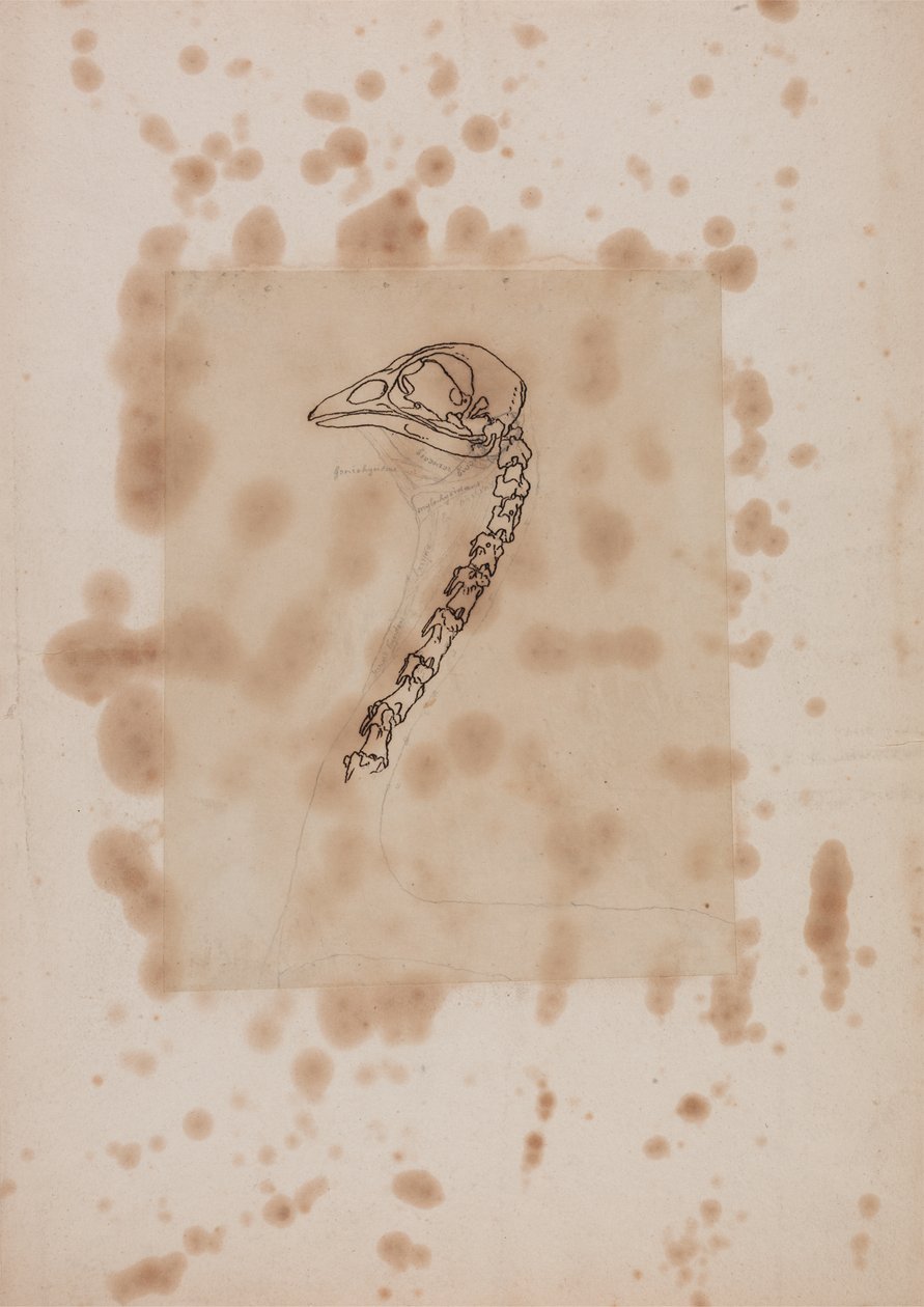 Studie af et hønsehoved og -hals, sideværts, fra en sammenlignende anatomisk fremstilling af den menneskelige krops struktur med en tiger og en almindelig høns, 1795-1806 (pen & blæk og grafit på pag. af George Stubbs
