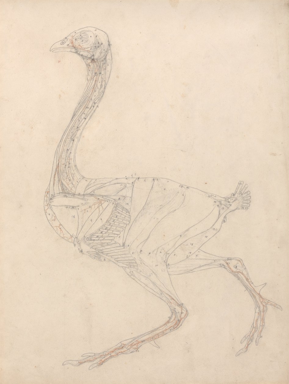 Studie af en høns, sidebillede, diagram for nøgle til tabel XV, fra en sammenlignende anatomisk fremstilling af den menneskelige krops struktur med strukturen af en tiger og en almindelig høns, 1795-1806 (grafit og omvendt) af George Stubbs