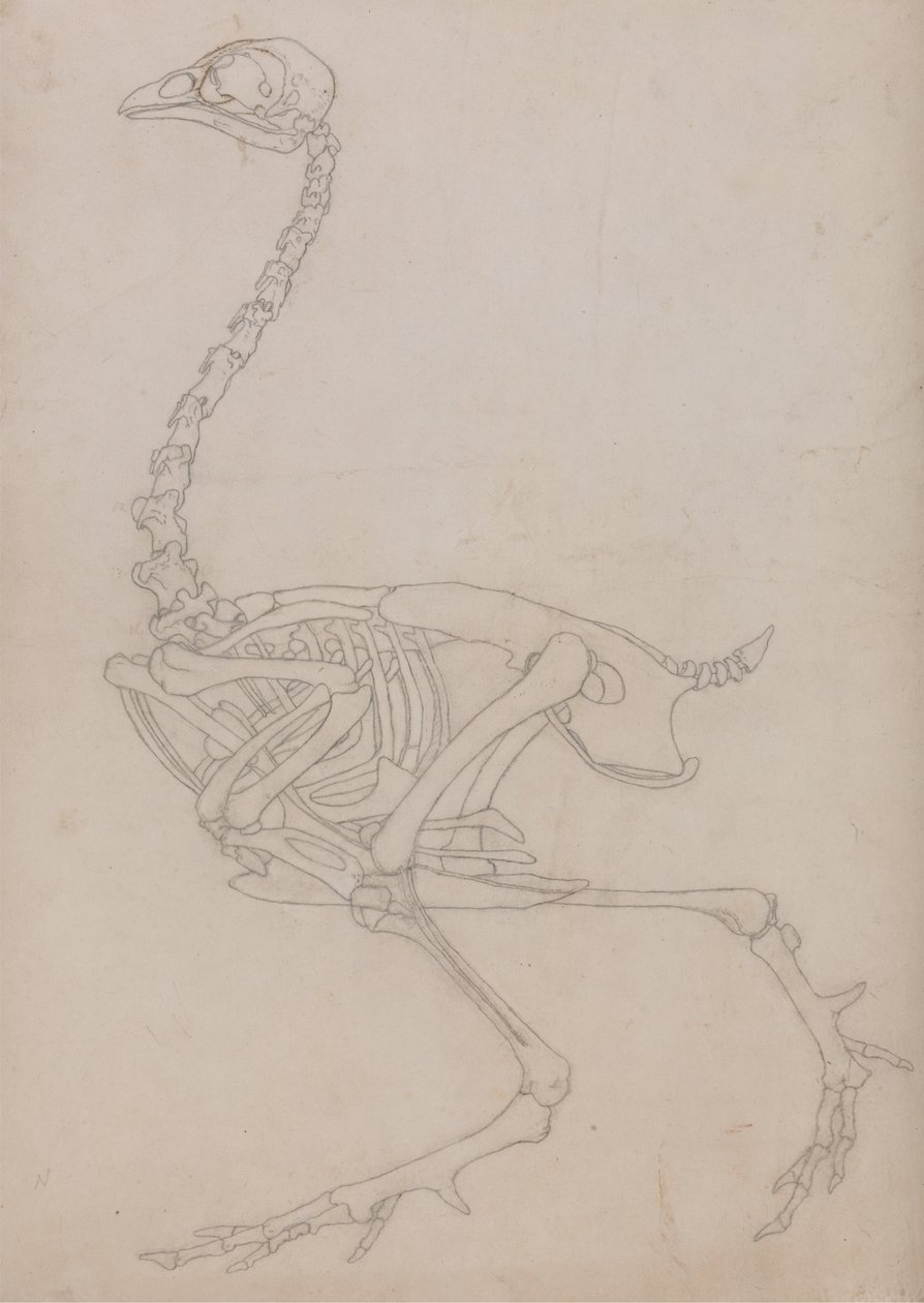 Studie af en høns, sideværts, fra en sammenlignende anatomisk fremstilling af den menneskelige krops struktur med en tiger og en almindelig høns, 1795-1806 (grafit på tyndt vævet papir) af George Stubbs