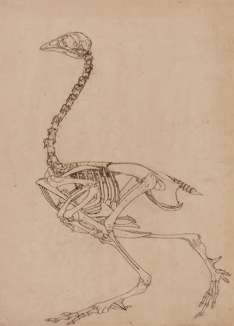 Studie af en høns, sideværts, fra en sammenlignende anatomisk fremstilling af den menneskelige krops struktur med en tiger og en almindelig høns, 1795-1806 (pen & blæk og grafit på tyndt vævet papir) af George Stubbs