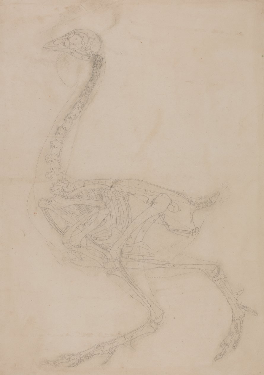 Studie af en høns, sideværts, fra en sammenlignende anatomisk fremstilling af den menneskelige krops struktur med en tiger og en almindelig høns, 1795-1806 (grafit på vævet papir) af George Stubbs