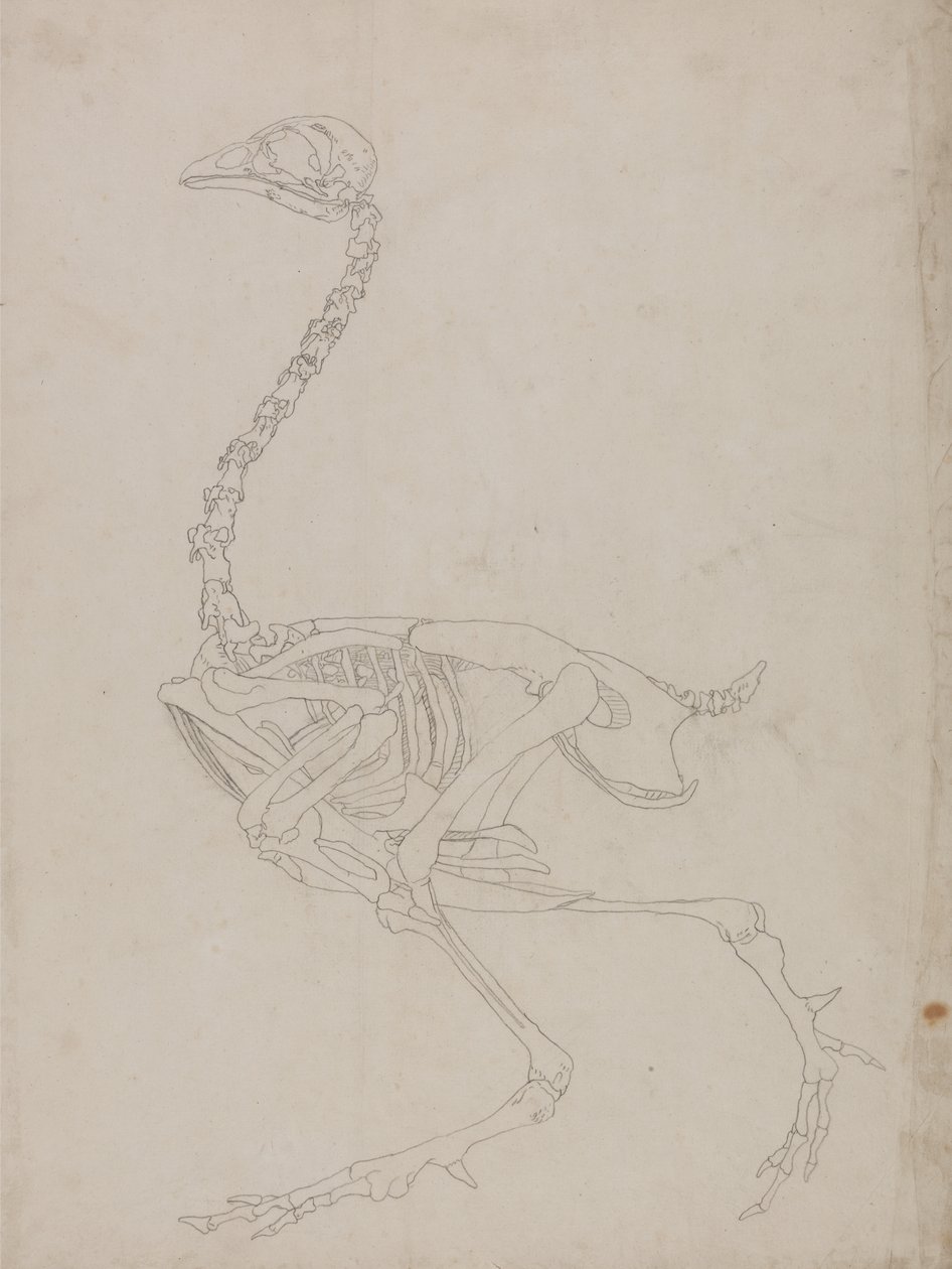 Studie af en høns, sideværts, fra en sammenlignende anatomisk fremstilling af den menneskelige krops struktur med en tiger og en almindelig høns, 1795-1806 (grafit på tyndt vævet papir) af George Stubbs