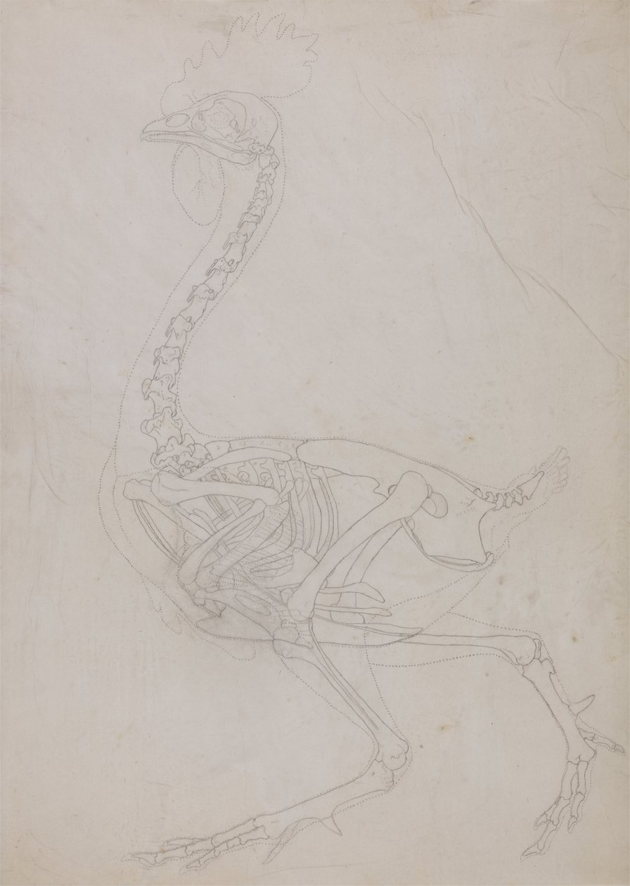 Studie af en høns, sideværts, fra en sammenlignende anatomisk fremstilling af den menneskelige krops struktur med en tiger og en almindelig høns, 1795-1806 (grafit på tyndt vævet papir) af George Stubbs