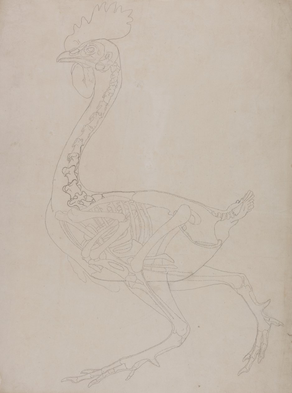 Studie af en høns, sideværts, fra en sammenlignende anatomisk fremstilling af den menneskelige krops struktur med en tiger og en almindelig høns, 1795-1806 (grafit på tyndt vævet papir) af George Stubbs