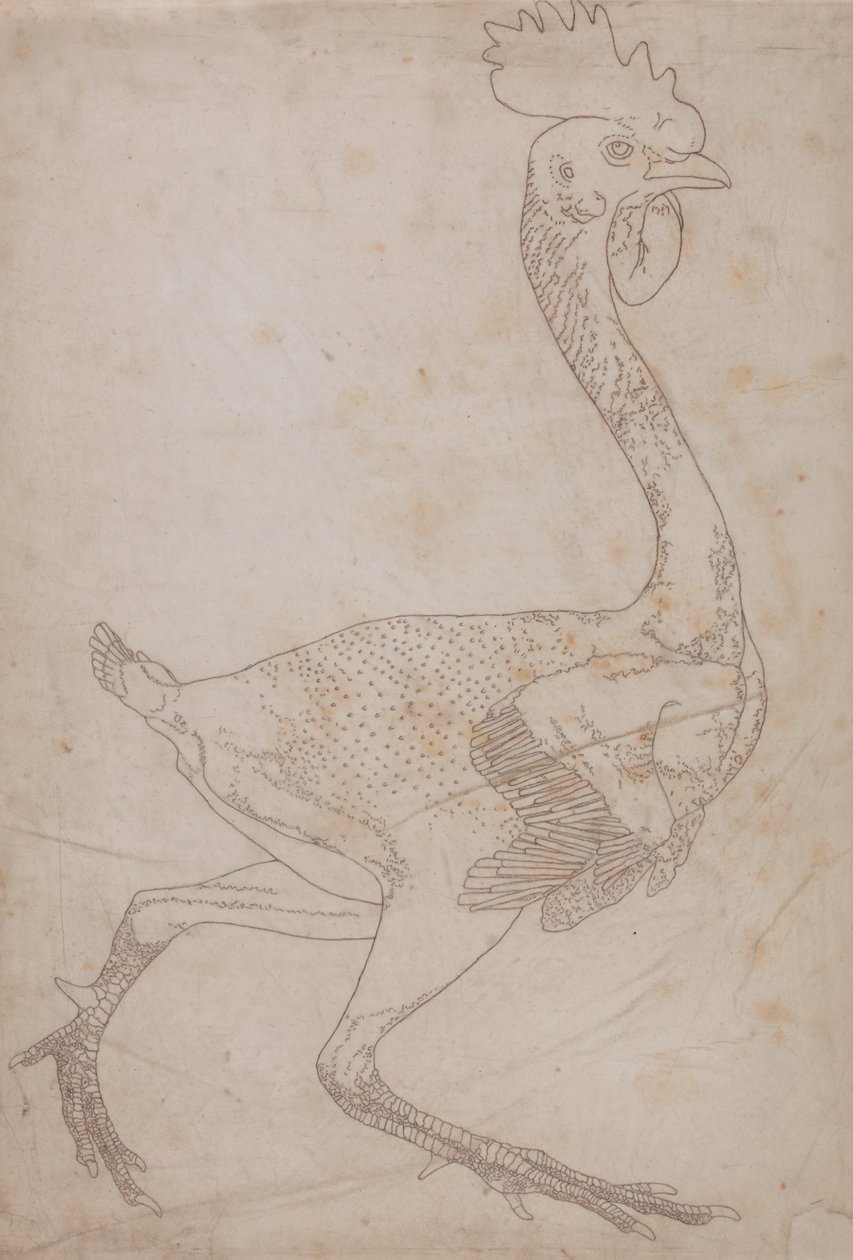 Studie af en høns, sideværts, fra en sammenlignende anatomisk fremstilling af den menneskelige krops struktur med en tiger og en almindelig høns, 1795-1806 (grafit og rødt kridt på papir) af George Stubbs