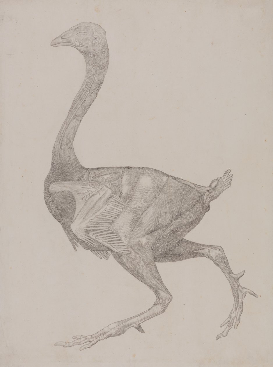 Studie af en høns, sideværts, fra en sammenlignende anatomisk fremstilling af den menneskelige krops struktur med en tiger og en almindelig høns, 1795-1806 (grafit på tyndt vævet papir) af George Stubbs