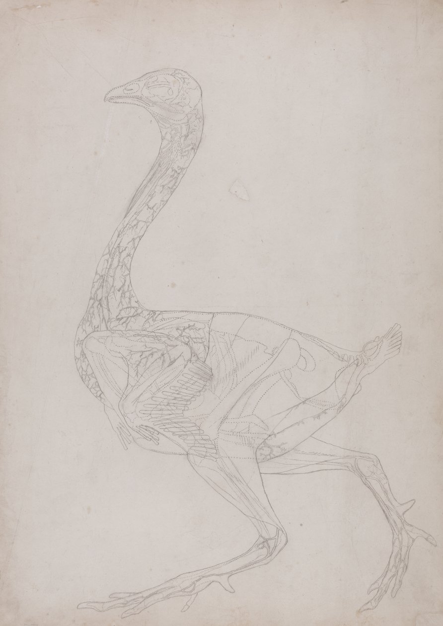 Studie af en høns, sideværts, fra en sammenlignende anatomisk fremstilling af den menneskelige krops struktur med en tiger og en almindelig høns, 1795-1806 (grafit på tyndt vævet papir) af George Stubbs