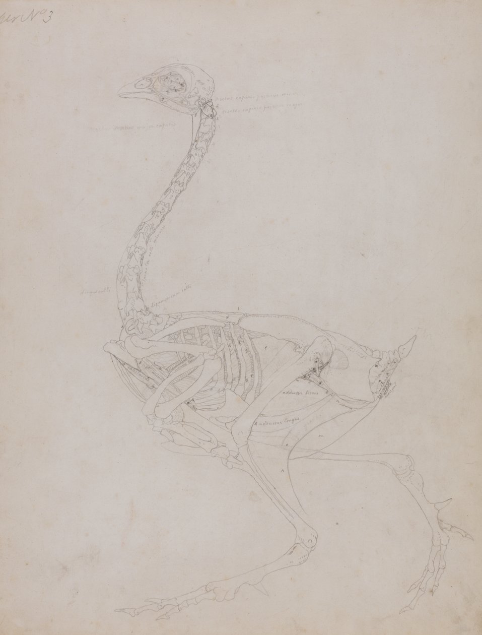 Studie af en høns, sideværts, fra en sammenlignende anatomisk fremstilling af den menneskelige krops struktur med en tiger og en almindelig høns, 1795-1806 (grafit på tyndt vævet papir) af George Stubbs