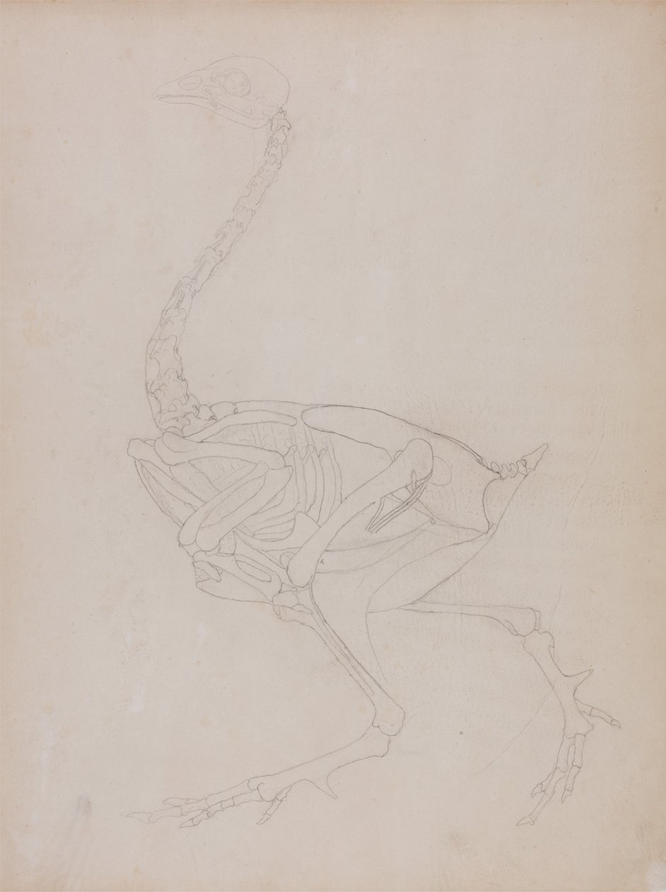Studie af en høns, sideværts, fra en sammenlignende anatomisk fremstilling af den menneskelige krops struktur med en tiger og en almindelig høns, 1795-1806 (grafit på tyndt vævet papir) af George Stubbs