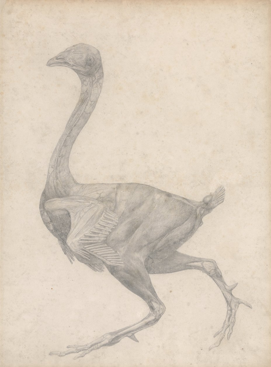 Studie af en høns, sideværts, med hud og underliggende fascielag fjernet, fra A Comparative Anatomical Exposition of the Structure of the Human Body with the Structure of the Human Body with the of a Tiger and a Common Fowl, 1795 af George Stubbs