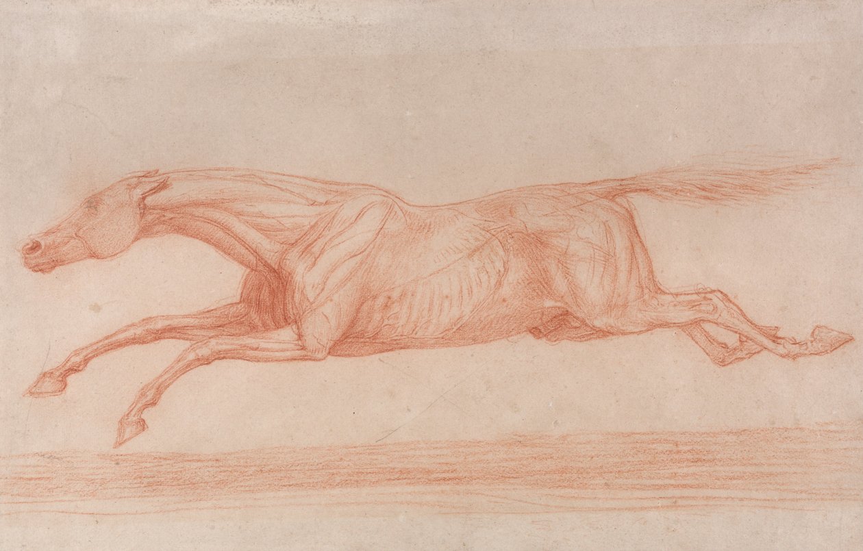 Studie af en væddeløbshest i aktion:  Galop til venstre, et semi-anatomisk studie med hudafskrabning for at vise musklernes funktion af George Stubbs