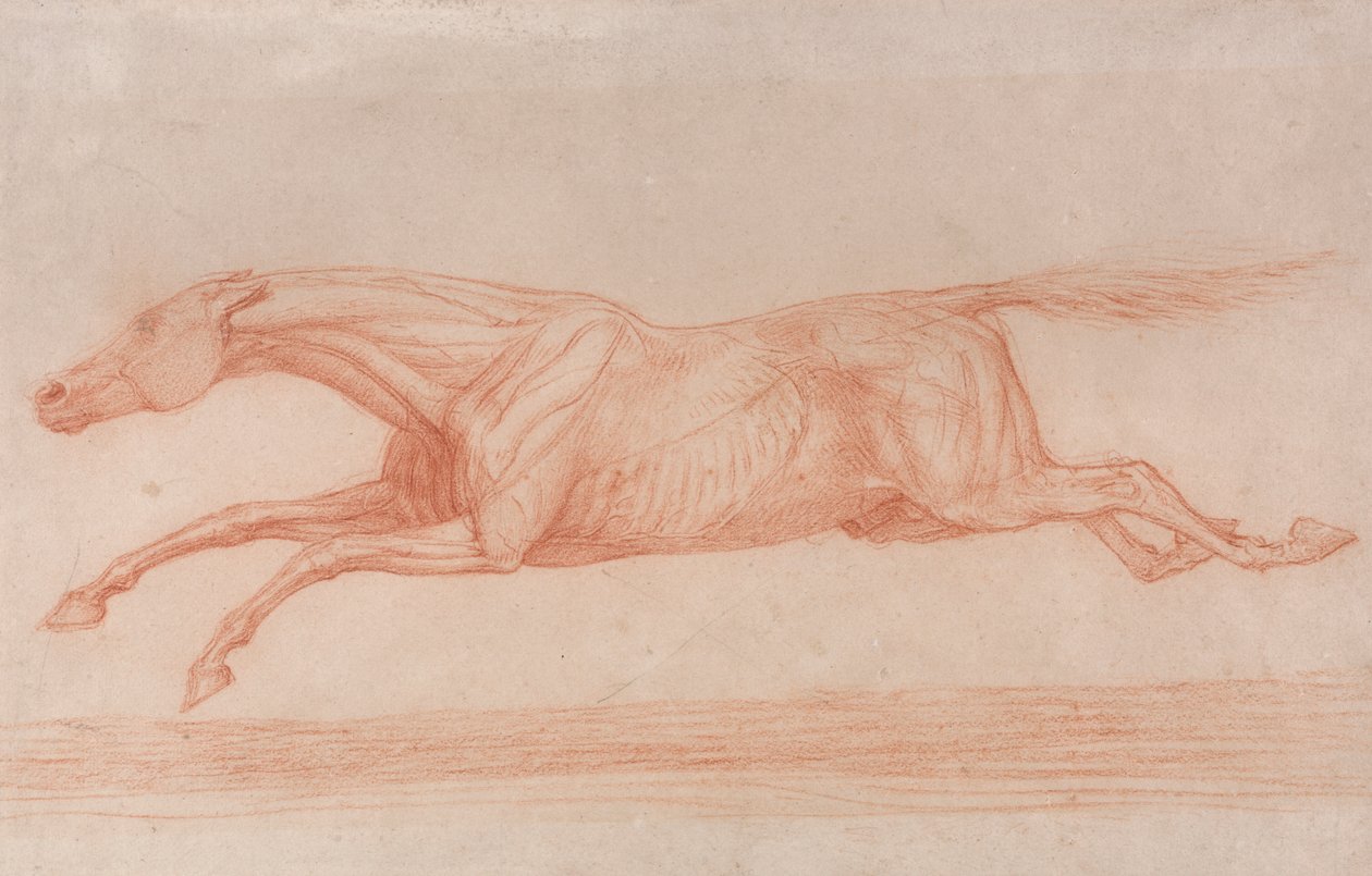 Undersøgelse af en væddeløbshest i aktion: Galoping til venstre, en semi-anatomisk undersøgelse, med flået hud for at vise musklernes virkning af George Stubbs