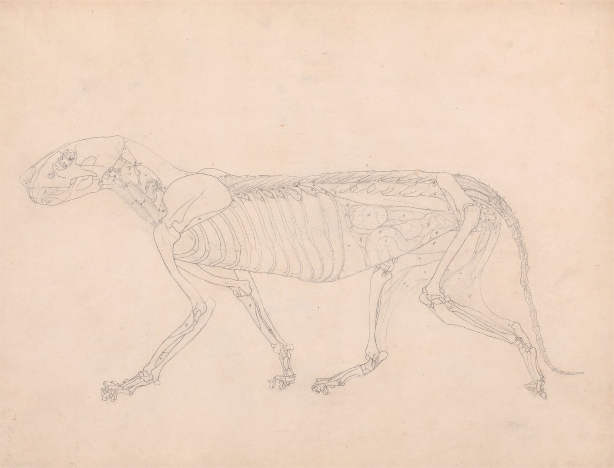 Studie af en tiger, sideværts, abdominal viscera blotlagt, fra en sammenlignende anatomisk fremstilling af den menneskelige krops struktur med en tiger og en almindelig høns, ca. 1795-1806 (grafit på af George Stubbs