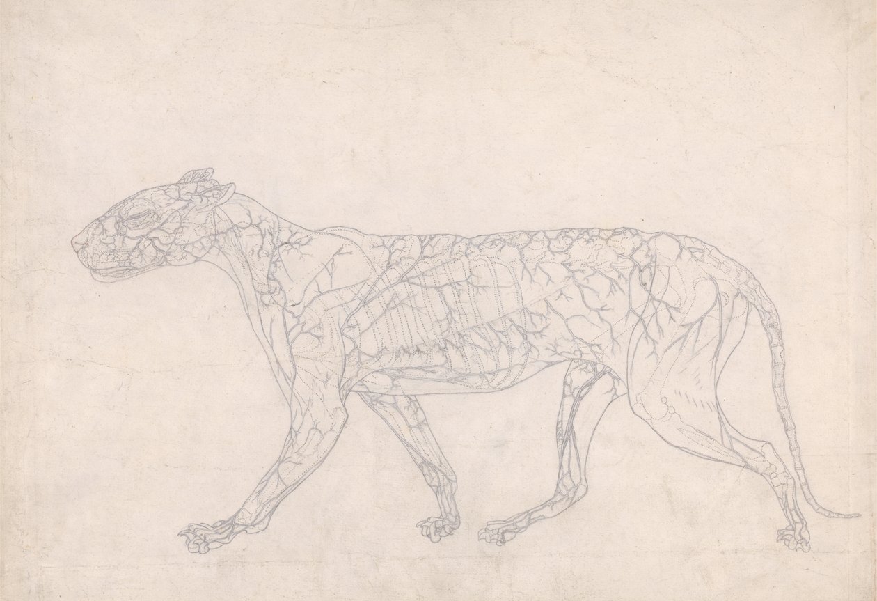 Studie af en tiger, sideværts, diagram, der viser den subkutane blodforsyning, fra en sammenlignende anatomisk fremstilling af den menneskelige krops struktur med en tiger og en almindelig høns, 1795- af George Stubbs