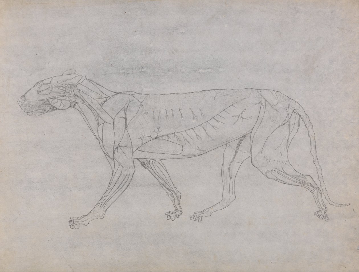 Studie af en tiger, sideværts, fra en sammenlignende anatomisk fremstilling af den menneskelige krops struktur med en tiger og en almindelig høns, ca. 1795-1806 (grafit og blæk på patronpapir) af George Stubbs
