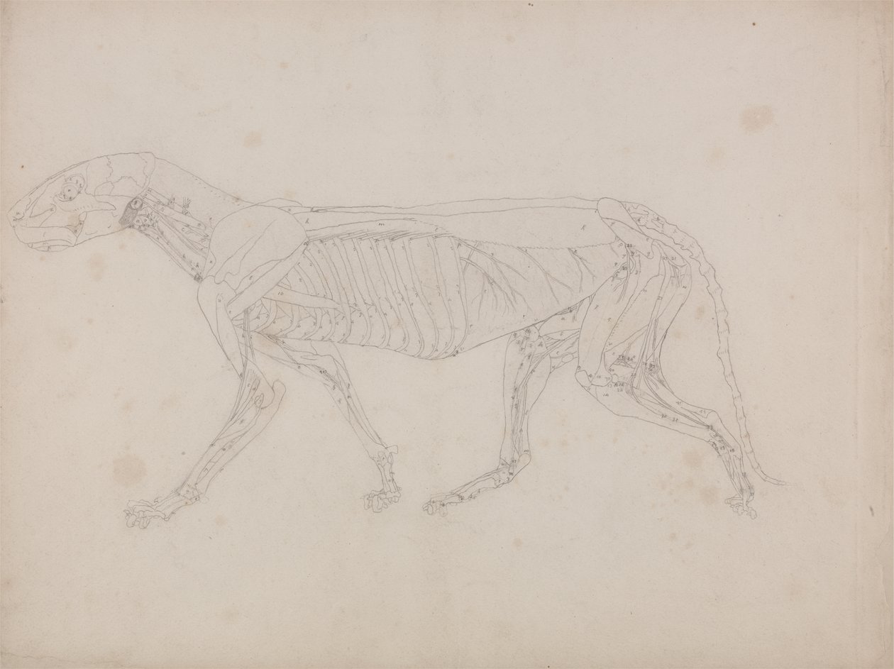 Studie af en tiger, sideværts, fra en sammenlignende anatomisk fremstilling af den menneskelige krops struktur med en tiger og en almindelig høns, ca. 1795-1806 (grafit på patronpapir) af George Stubbs