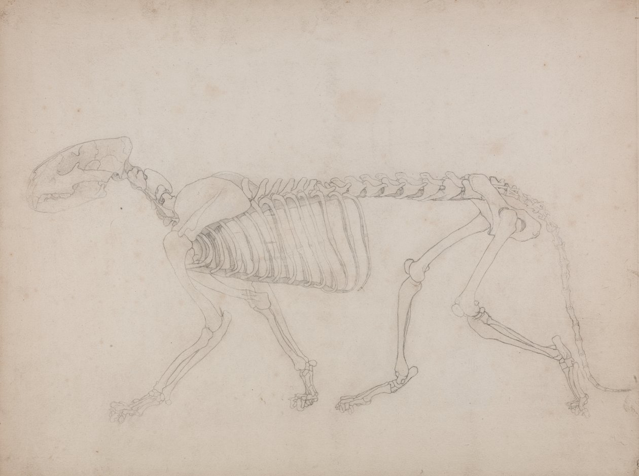 Studie af en tiger, sideblik, fra A Comparative Anatomical Exposition of the Structure of the Human Body with that of a Tiger and a Common Fowl, 1795-1806 (grafit på kraftigt papir) af George Stubbs
