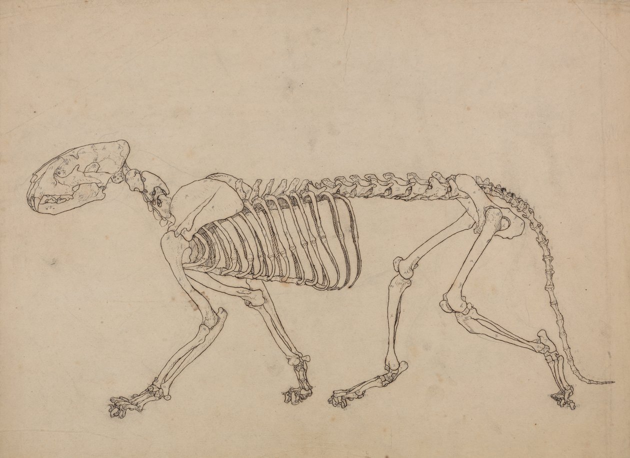 Studie af en tiger, sideblik, fra A Comparative Anatomical Exposition of the Structure of the Human Body with that of a Tiger and a Common Fowl, 1795-1806 (pen og blæk og grafit på tyndt vævet papir) af George Stubbs