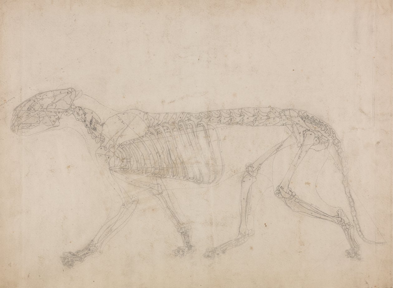 Studie af en tiger, sideværts, fra en sammenlignende anatomisk fremstilling af den menneskelige krops struktur med en tiger og en almindelig høns, 1795-1806 (grafit på kraftigt vævet papir) af George Stubbs
