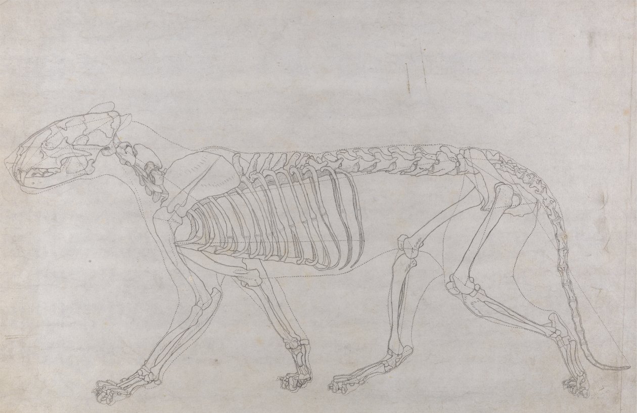 Studie af en tiger, sideblik, fra A Comparative Anatomical Exposition of the Structure of the Human Body with that of a Tiger and a Common Fowl, 1795-1806 (grafit på tyndt vævet papir) af George Stubbs