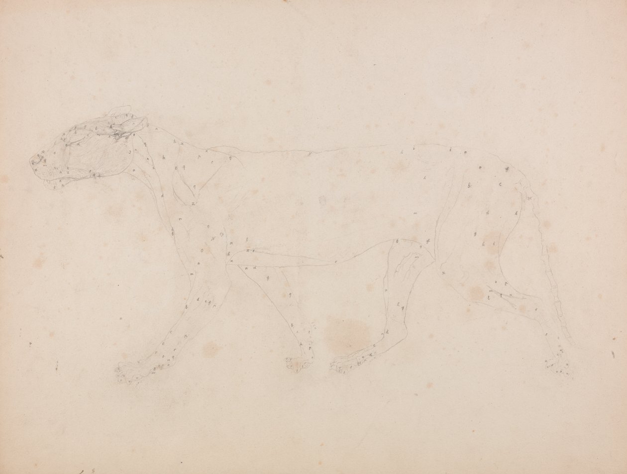 Studie af en tiger, sideværts, fra en sammenlignende anatomisk fremstilling af den menneskelige krops struktur med en tiger og en almindelig høns, 1795-1806 (grafit på vævet papir) af George Stubbs