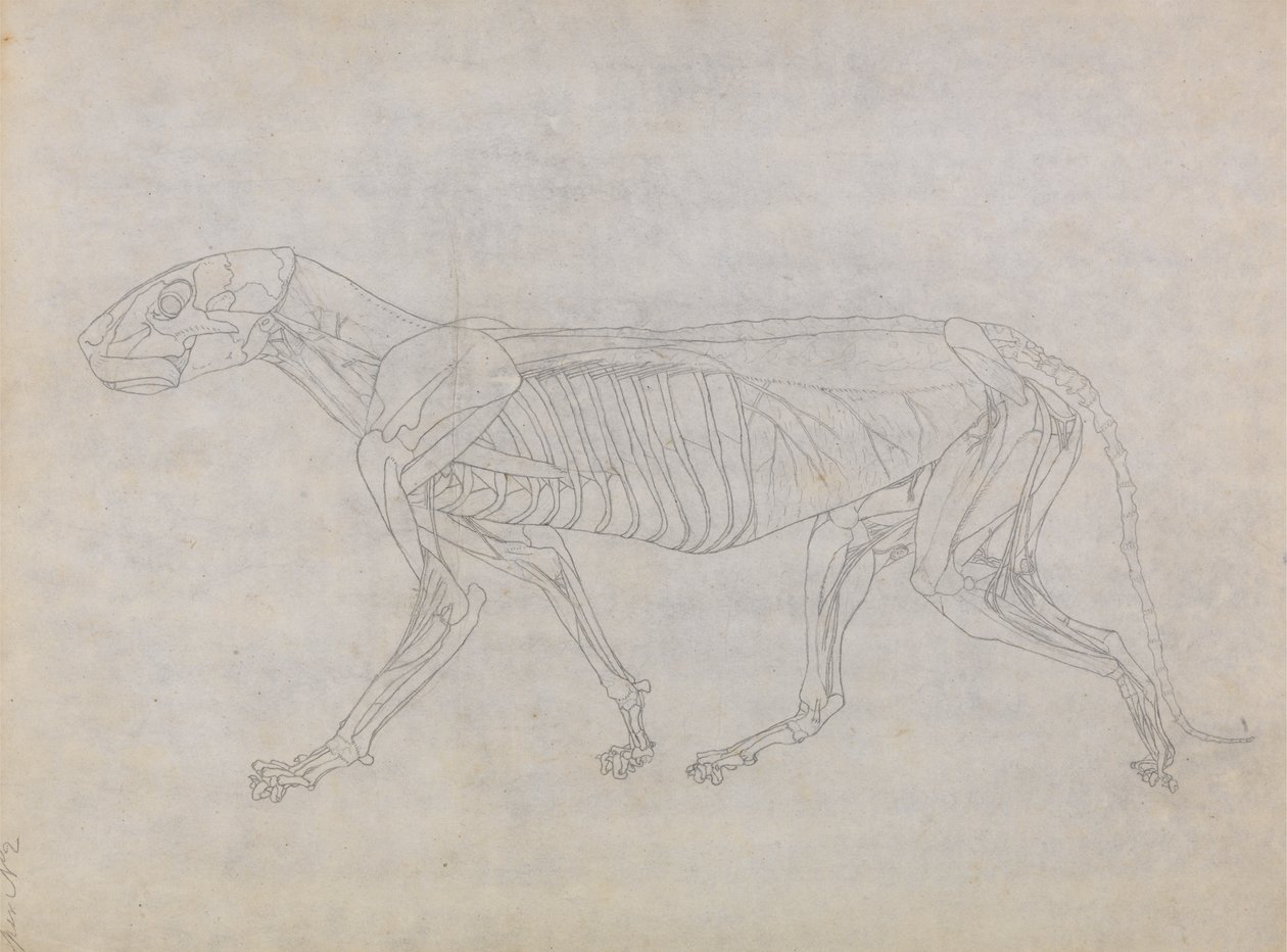 Studie af en tiger, sideværts, fra en sammenlignende anatomisk fremstilling af den menneskelige krops struktur med en tiger og en almindelig høns, 1795-1806 (grafit på tyndt vævet papir) af George Stubbs