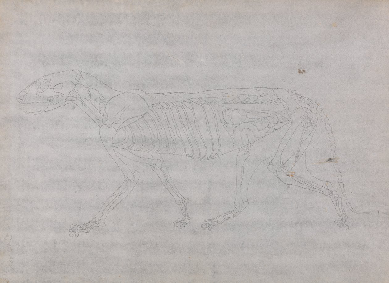 Studie af en tiger, sideværts, fra en sammenlignende anatomisk fremstilling af den menneskelige krops struktur med en tiger og en almindelig høns, 1795-1806 (grafit på tyndt vævet papir) af George Stubbs