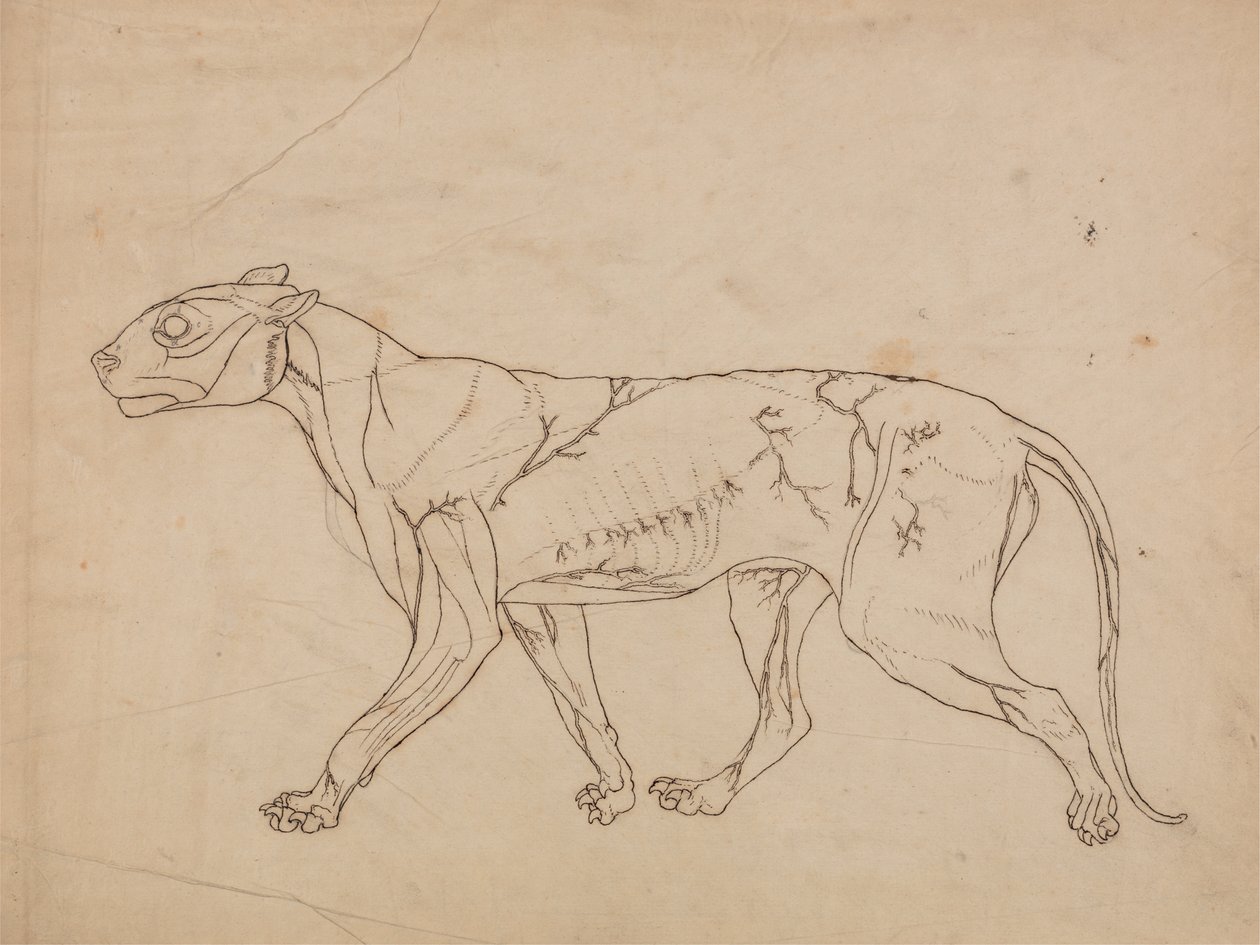 Studie af en tiger, sideværts, fra en sammenlignende anatomisk fremstilling af den menneskelige krops struktur med en tiger og en almindelig høns, 1795-1806 (grafit på kraftigt vævet papir) af George Stubbs