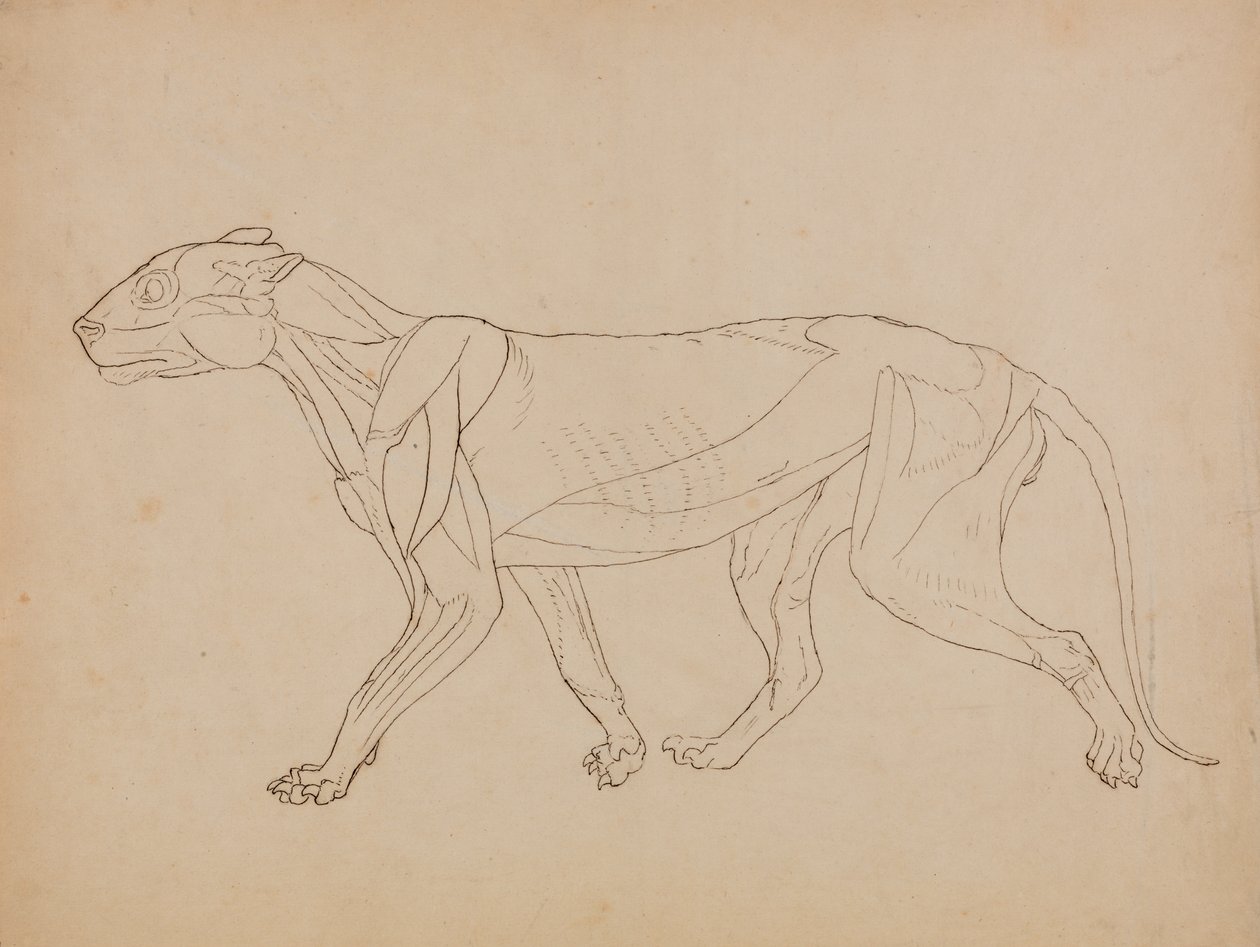 Studie af en tiger, sideværts, fra en sammenlignende anatomisk fremstilling af den menneskelige krops struktur med en tiger og en almindelig høns, 1795-1806 (pen & blæk over grafit & kridt på vævet p af George Stubbs