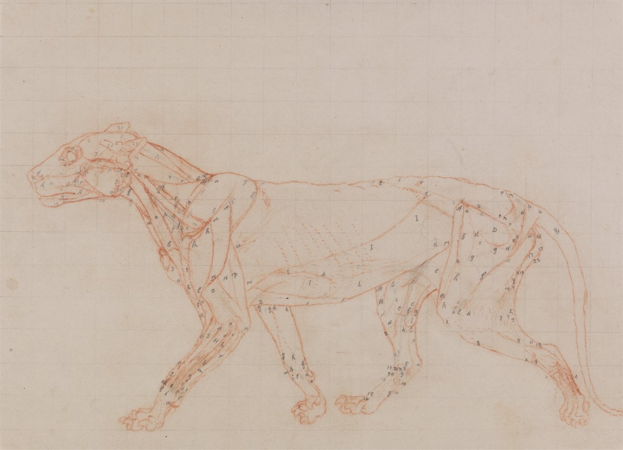 Studie af en tiger, sideværts, fra en sammenlignende anatomisk fremstilling af den menneskelige krops struktur med en tiger og en almindelig høns, 1795-1806 (rødt kridt & grafit på vævet papir) af George Stubbs