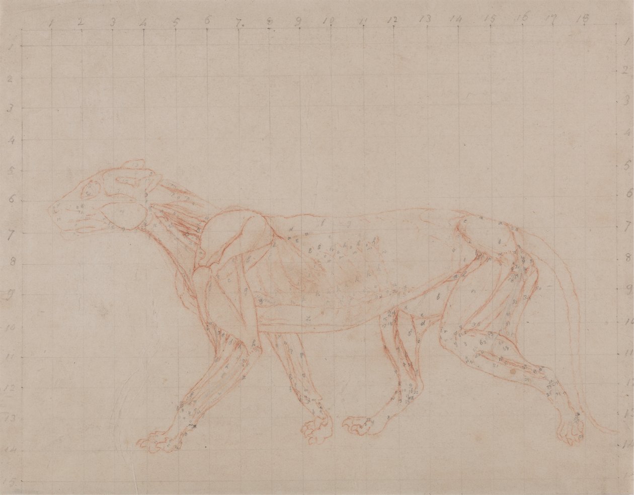 Studie af en tiger, sideværts, fra en sammenlignende anatomisk fremstilling af den menneskelige krops struktur med en tiger og en almindelig høns, 1795-1806 (rødkridtgrafit på vævet papir) af George Stubbs