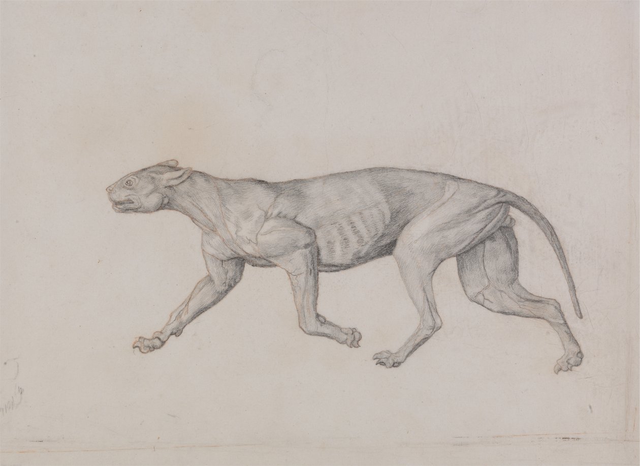 Studie af en tiger, sideværts, fra en sammenlignende anatomisk fremstilling af den menneskelige krops struktur med en tiger og en almindelig høns, 1795-1806 (grafit med rødt kridt på tyndt vævet papir af George Stubbs