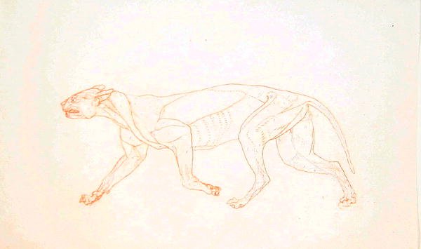 Studie af en tiger, sideværts, fra en sammenlignende anatomisk fremstilling af den menneskelige krops struktur med en tiger og en almindelig høns, 1795-1806 (rødkridtgrafit på vævet papir) af George Stubbs