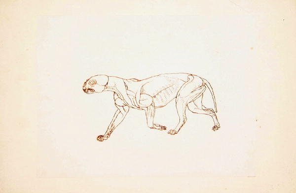 Studie af en tiger, sideværts, fra en sammenlignende anatomisk fremstilling af den menneskelige krops struktur med en tiger og en almindelig høns, 1795-1806 (pen og blæk over rødt kridt på tyndt vævet pap af George Stubbs