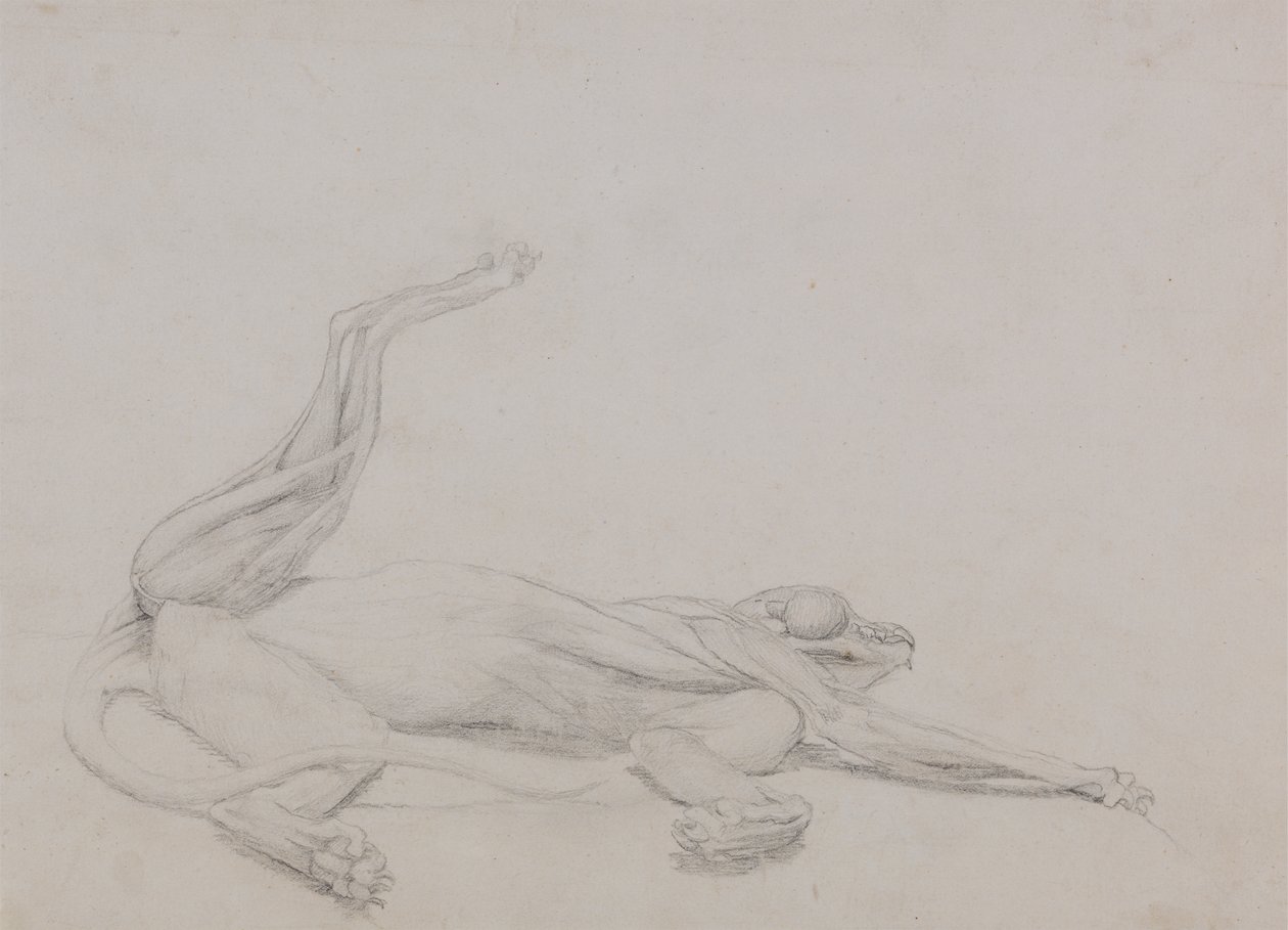 Studie af en tiger, liggende, set ventralt, fra en sammenlignende anatomisk fremstilling af den menneskelige krops struktur med en tiger og en almindelig høns, 1795-1806 (grafit på tyndt vævet papir) af George Stubbs