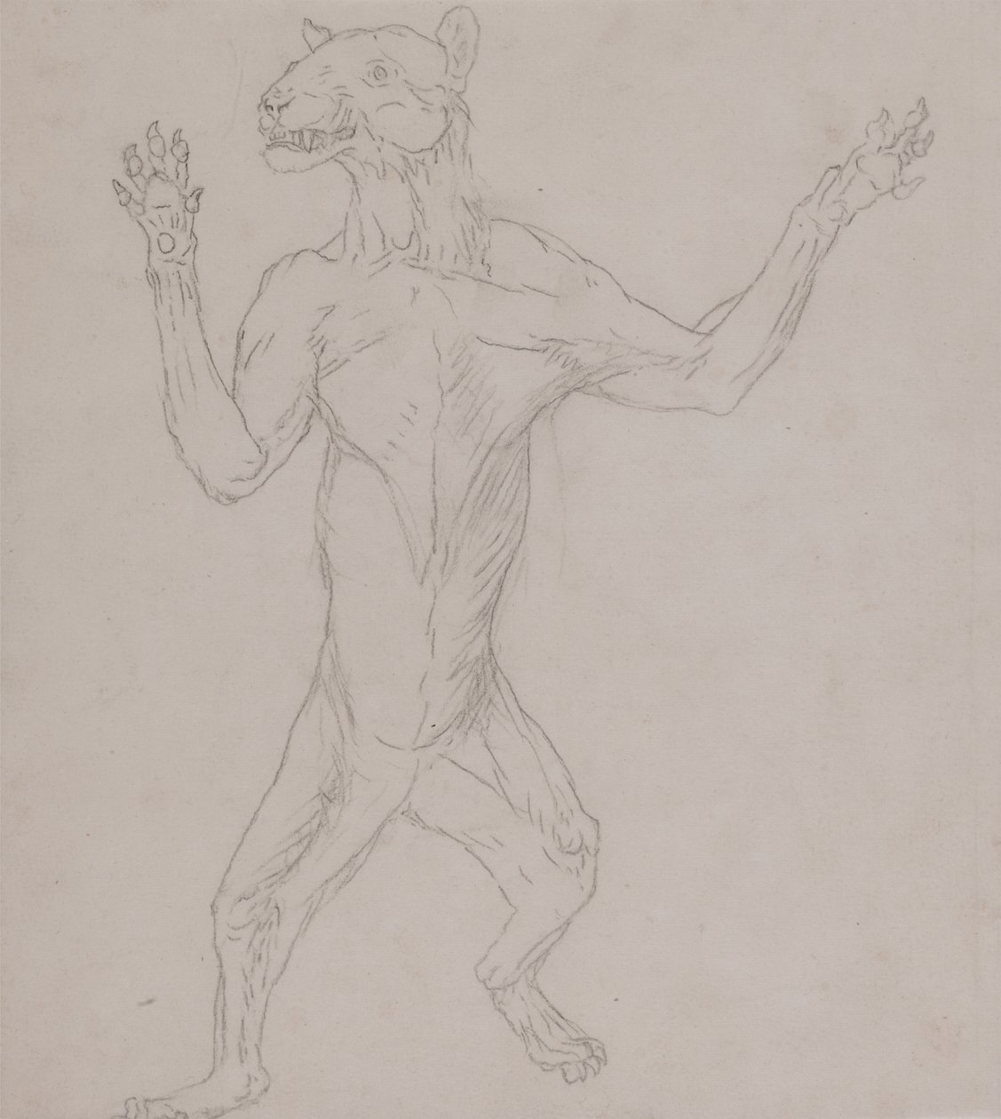 Studie af en tiger, der står i menneskelig stilling, fra en sammenlignende anatomisk fremstilling af den menneskelige krops struktur med en tiger og en almindelig høns, 1795-1806 (grafit på tyndt vævet papir) af George Stubbs