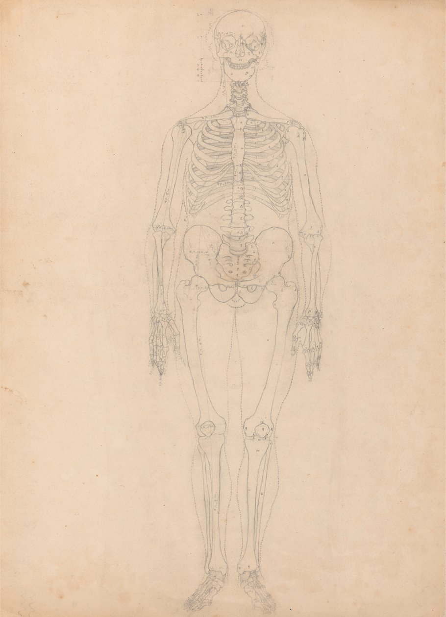 Studie af den menneskelige figur, forfra, diagram for nøgle til tabel I, fra en sammenlignende anatomisk fremstilling af den menneskelige krops struktur med strukturen af en tiger og en almindelig høns, ca. 1795-1806 (g. af George Stubbs