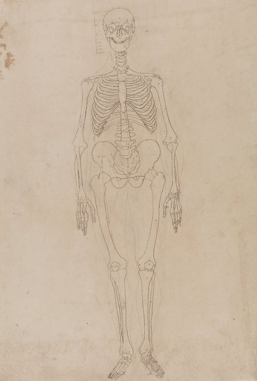 Studie af den menneskelige figur, forfra, fra en sammenlignende anatomisk fremstilling af den menneskelige krops struktur med en tiger og en almindelig høns, ca. 1795-1806 (grafit og blæk på papir) af George Stubbs