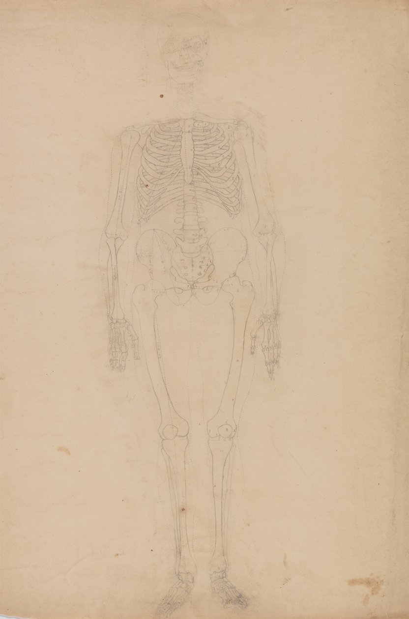 Studie af den menneskelige figur, forfra, fra en sammenlignende anatomisk fremstilling af den menneskelige krops struktur med en tiger og en almindelig høns, ca. 1795-1806 (grafit på papir) af George Stubbs
