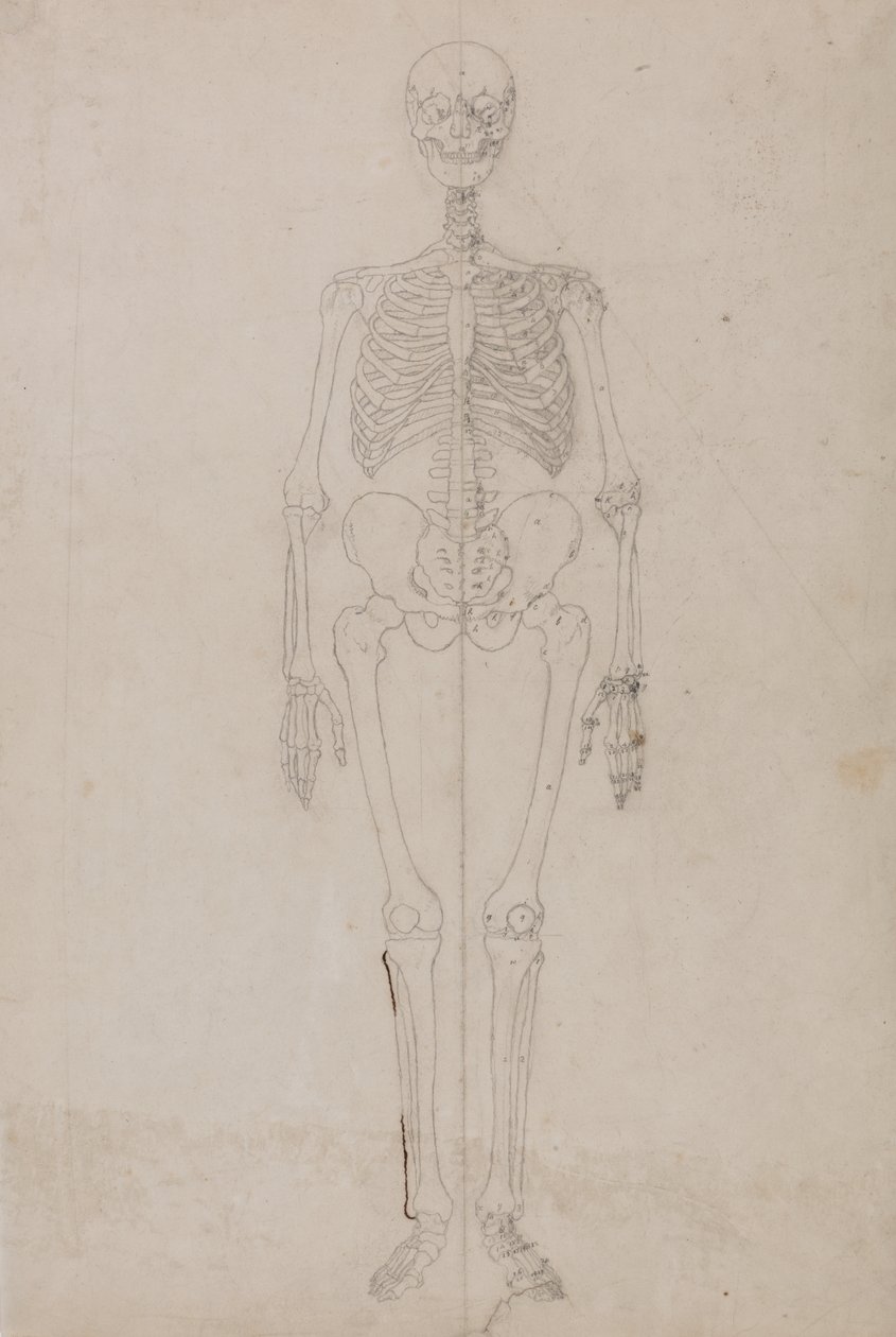 Studie af den menneskelige figur, forfra, fra en sammenlignende anatomisk fremstilling af den menneskelige krops struktur med en tiger og en almindelig høns, ca. 1795-1806 (grafit og blæk på papir) af George Stubbs