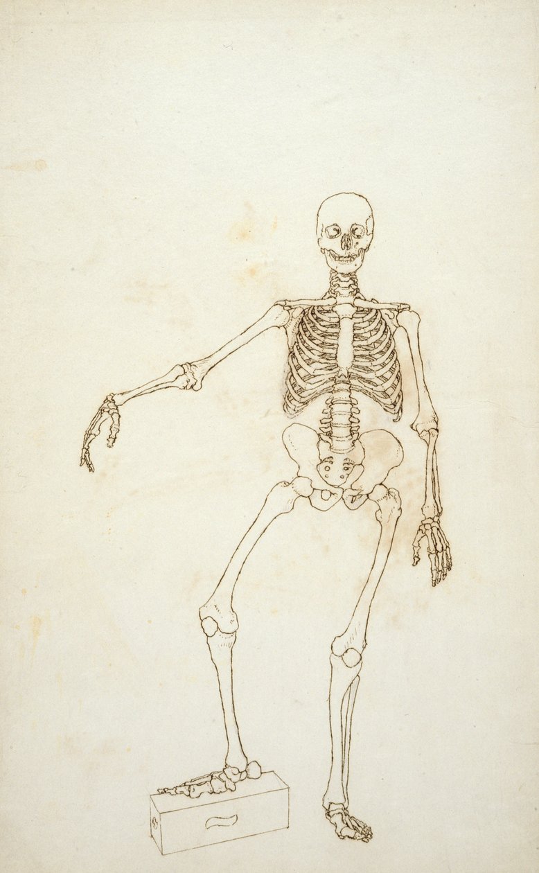 Studie af den menneskelige figur, forfra, fra 