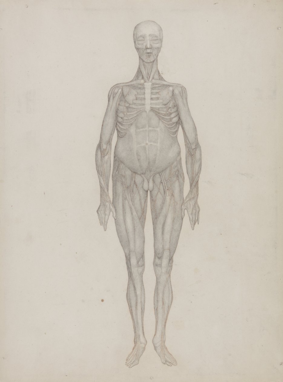 Studie af den menneskelige figur, forfra, fra 