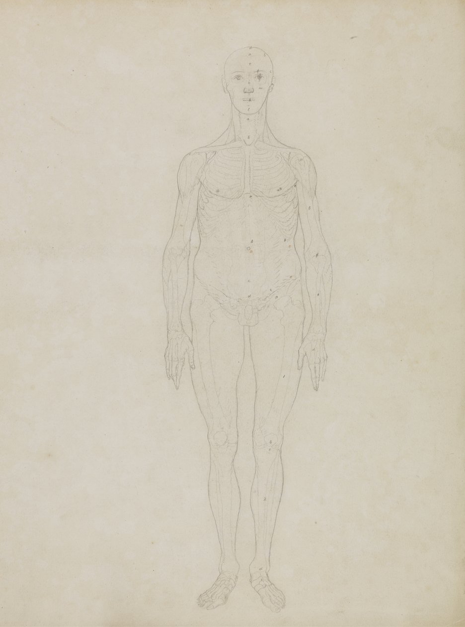 Studie af den menneskelige figur, Anterior View, fra 
