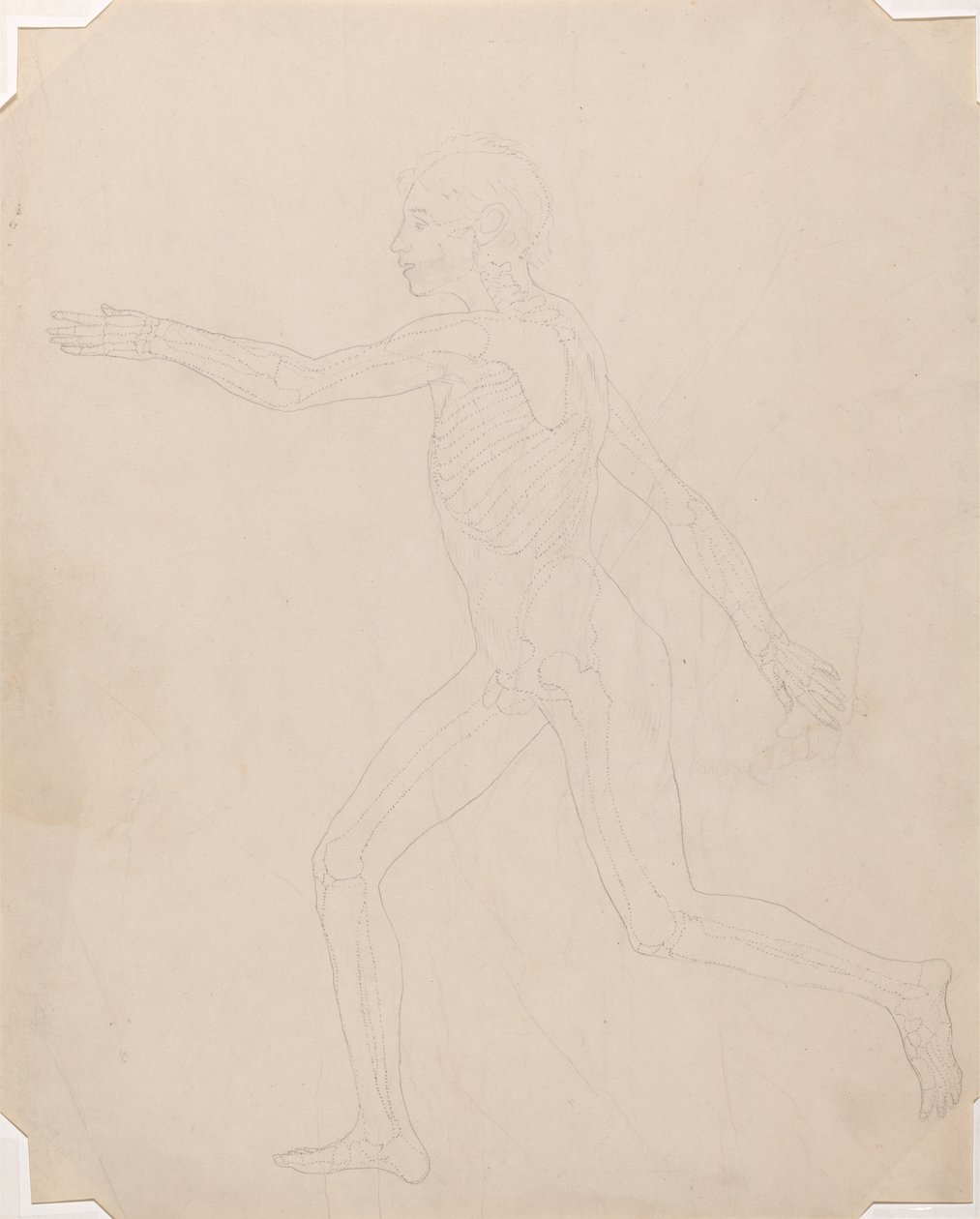 Studie af den menneskelige figur, sideværts, en sammenlignende anatomisk fremstilling af den menneskelige krops struktur med en tiger og en almindelig høns, ca. 1795-1806 (grafit på patronpapir) af George Stubbs